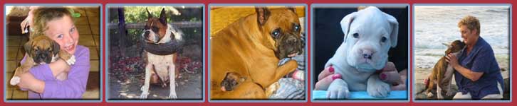 Telstar Boxers-Offering stud services producing champion quality dogs and proven pedigrees