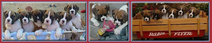 Telstar Boxers-California boxer breeder-quality show and pet boxer puppies